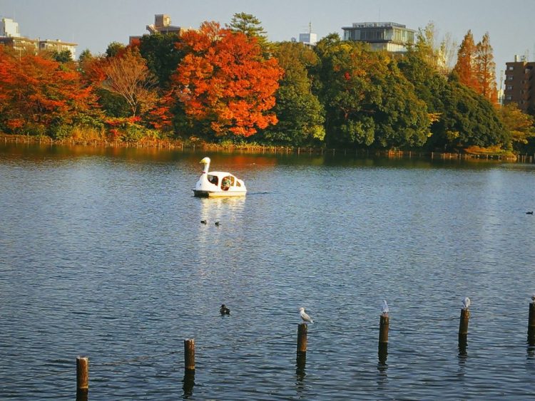 デートにもおすすめ 手漕ぎボートでのんびりできる東京都内のスポット5選 ウィークルマガジン