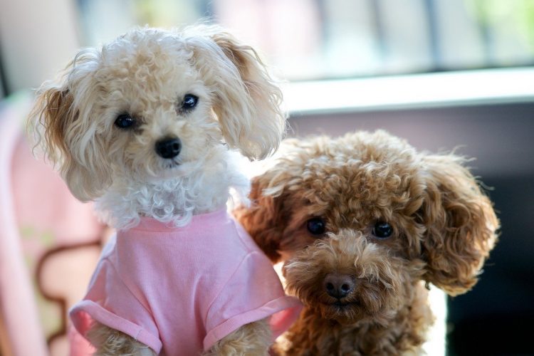 犬好きな方におすすめ 可愛い犬たちとふれあえる東京都内近郊スポット6選 週刊weekle