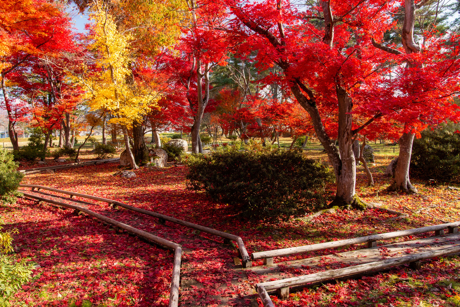 秋はやっぱり紅葉鑑賞したい♪東京都内のおすすめ紅葉スポット5選 