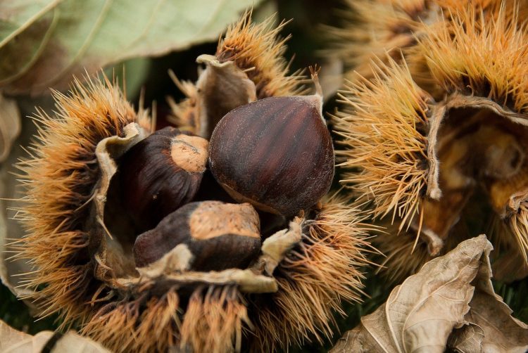 chestnuts-1761228_1280