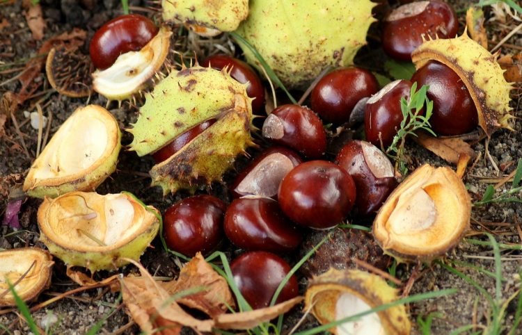 chestnuts-3726522_1280