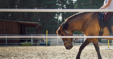 ダイエット効果も 東京都内 関東近郊で乗馬 ホーストレッキングができるスポット7選 週刊weekle