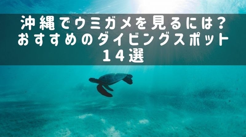 沖縄でウミガメを見るには？おすすめのダイビング施設14選
