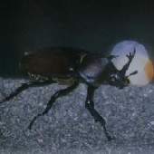 屋久島に棲む独立亜種のカブトムシは、どんな特徴が有るのだろう。