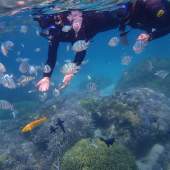 綺麗な珊瑚礁の広がる海でシュノーケル