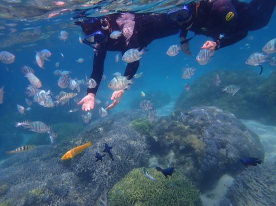 綺麗な珊瑚礁の広がる海でシュノーケル